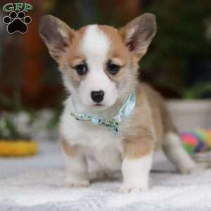 Hendricks, Pembroke Welsh Corgi Puppy